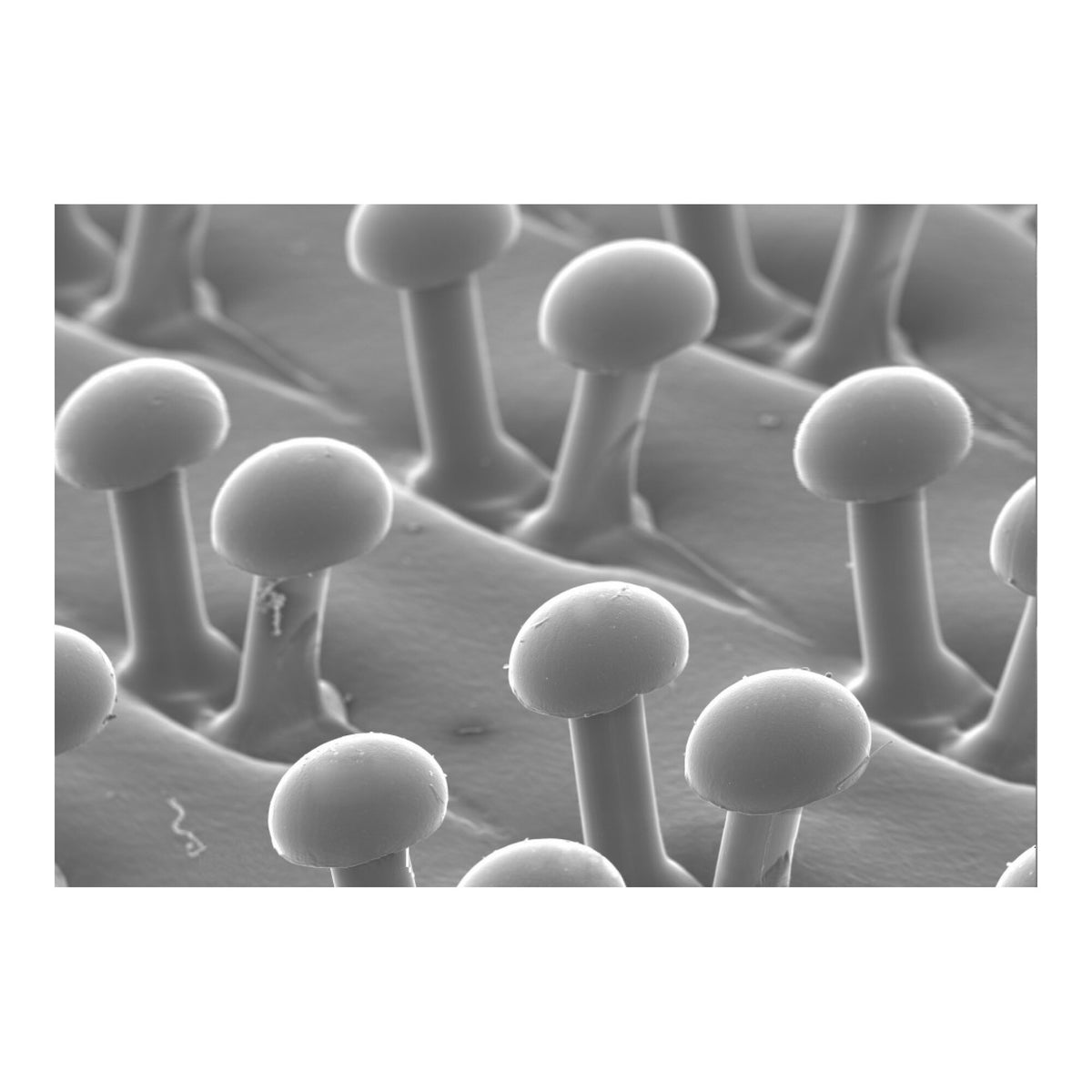 3M Disc Pad Holder 914, 4 in x 1/8 in x 3/8 in x 5/8 in11 Internal