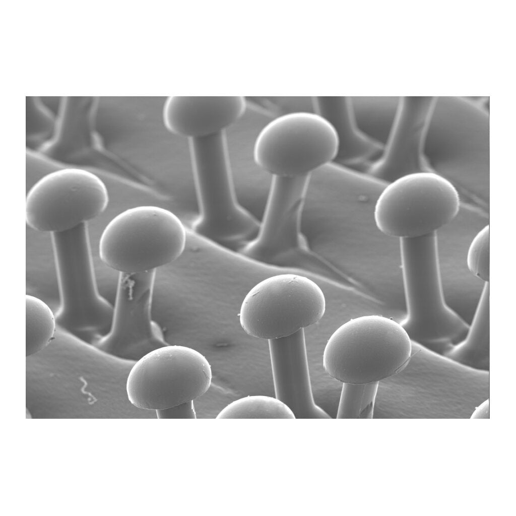 3M Disc Pad Holder 09215, 1-1/2 in 1/4 in Shank