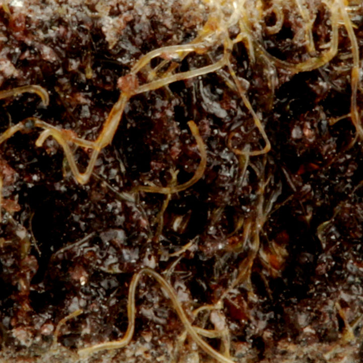 Standard Abrasives Surface Conditioning RC Belt 888077, 1/4 in x 18 in
CRS