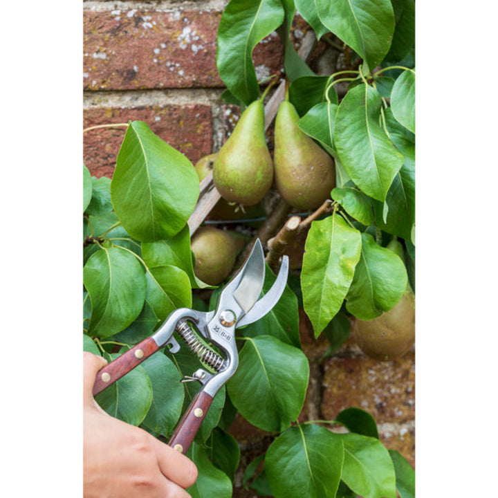 Corona GNT/SEC  Burgon & Ball® FSC Wood Pruner Boxed