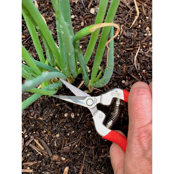 CORONA-AG 4930SS · Long Straight Snips - Stainless Steel, 1¾ Inch