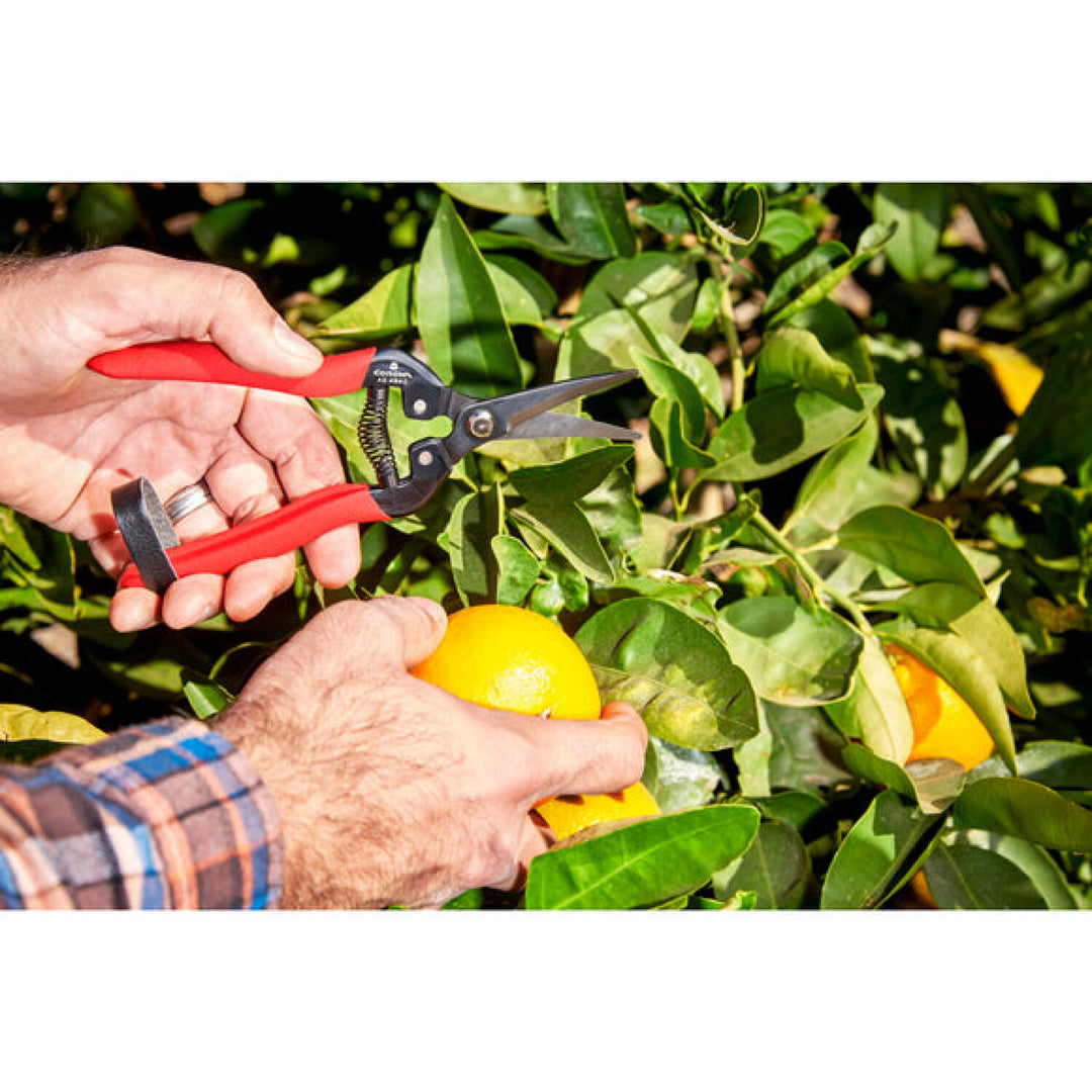 Corona AG 4940  Long Curved Snips - Tempered Steel, 1¾ Inch