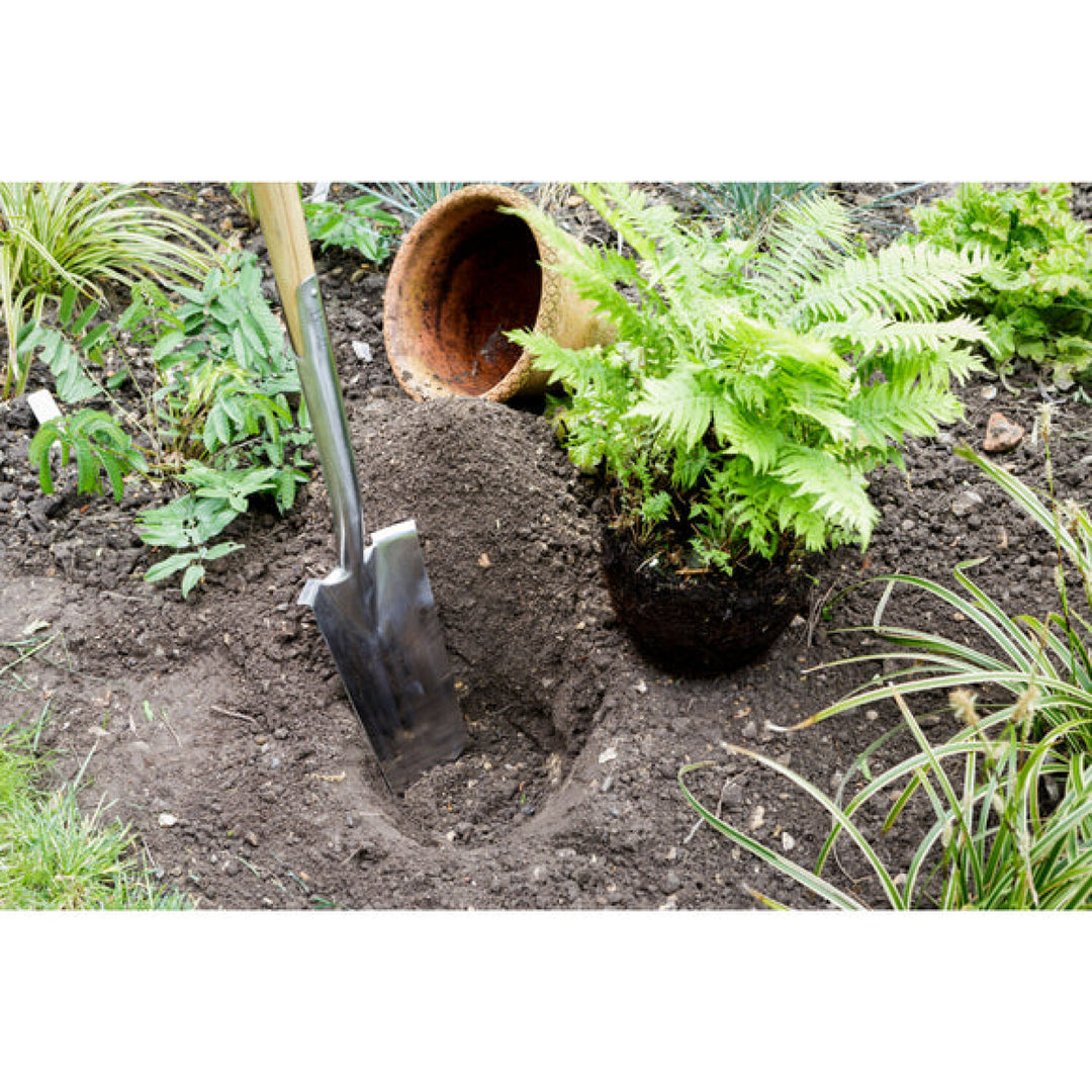 Corona GTB/TPSRHS RHS® Stainless FSC Wood Transplanting Spade