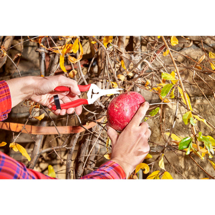 Corona AG 4940SS  Long Curved Snips - Stainless Steel, 1¾ Inch