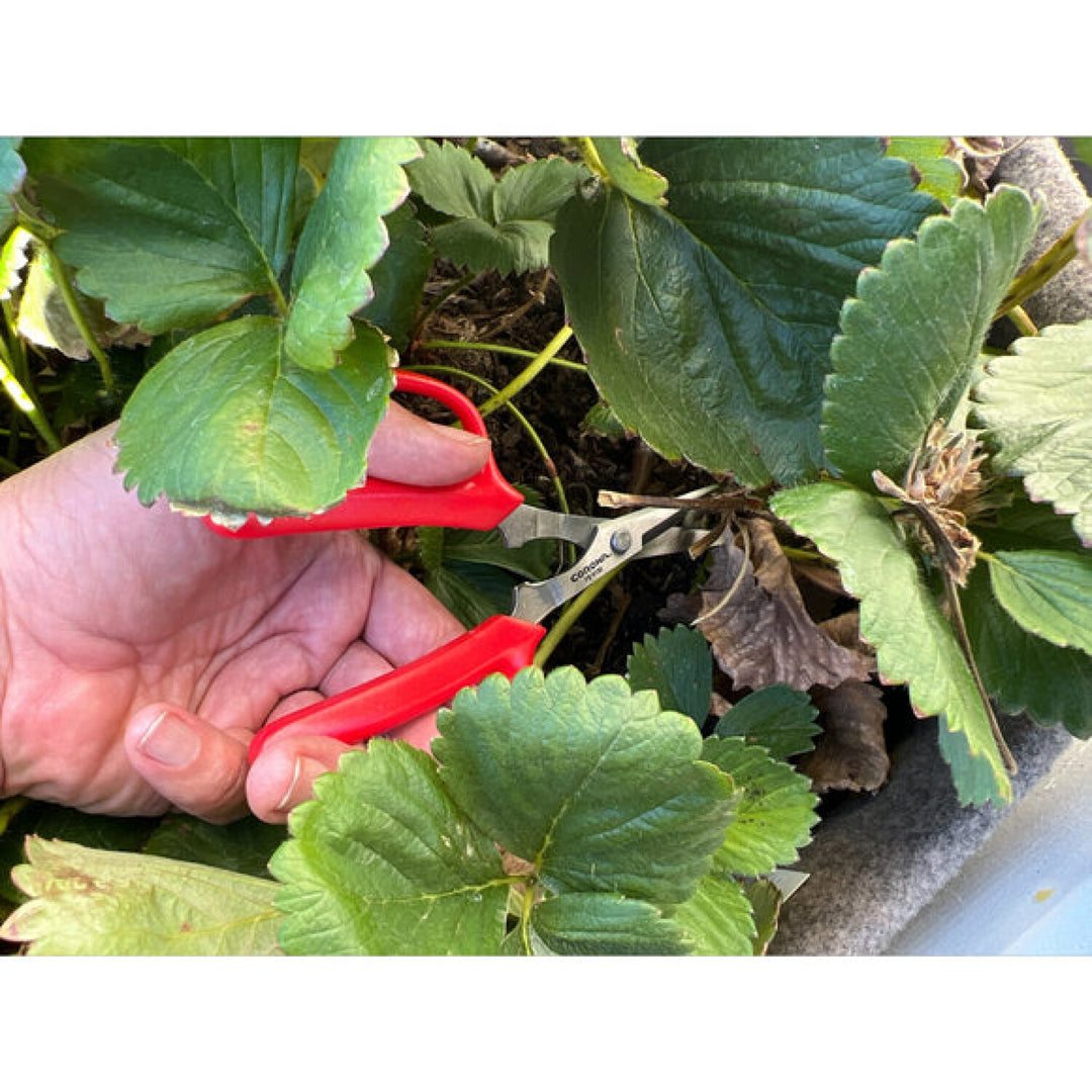 Corona FS 4130  Hydroponic Scissors