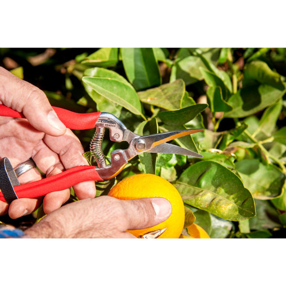 Corona AG 4940SS  Long Curved Snips - Stainless Steel, 1¾ Inch