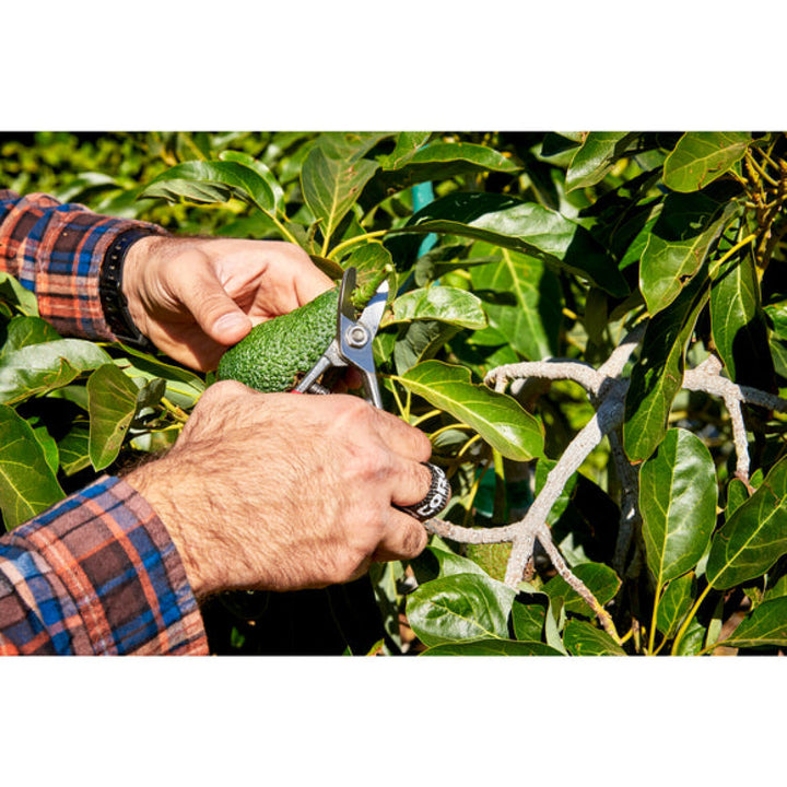 Corona AG 5040  Avocado Shears