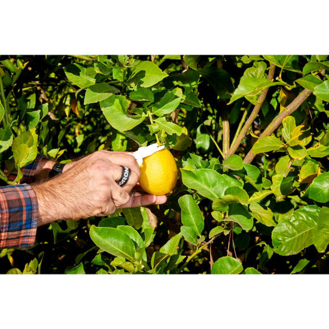 Corona AG 5010 Lemon Shears