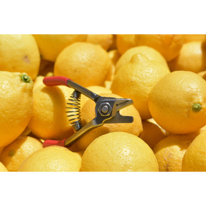 CORONA-AG 5020 · Citrus Shears