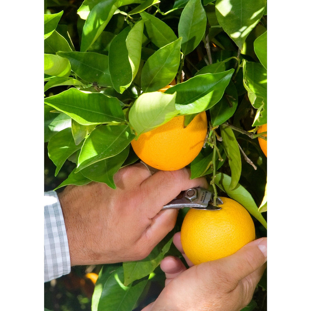 Corona AG 5050 Orange and Apple Anvil Shears